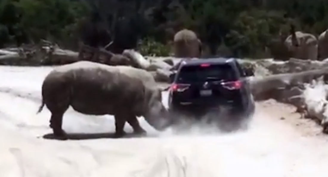 Огромен носорог напаѓа SUV во мексикански сафари парк / ВИДЕО
