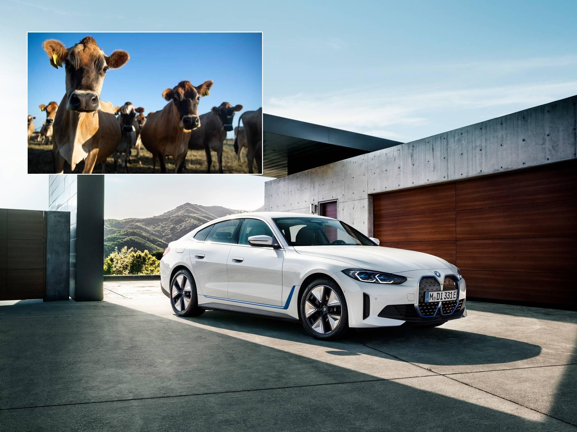 Договорена технолошката соработка: BMW ќе користи кравји измет за погон на електричните автомобили