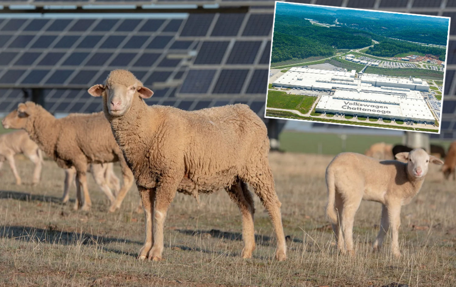 Во фабрика за автомобили со 4.000 работници, вработени се 50 овци и неколку магариња: „Имаат важни задачи!“