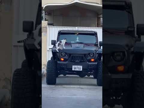 Cat vs. Car horn ??? #shorts